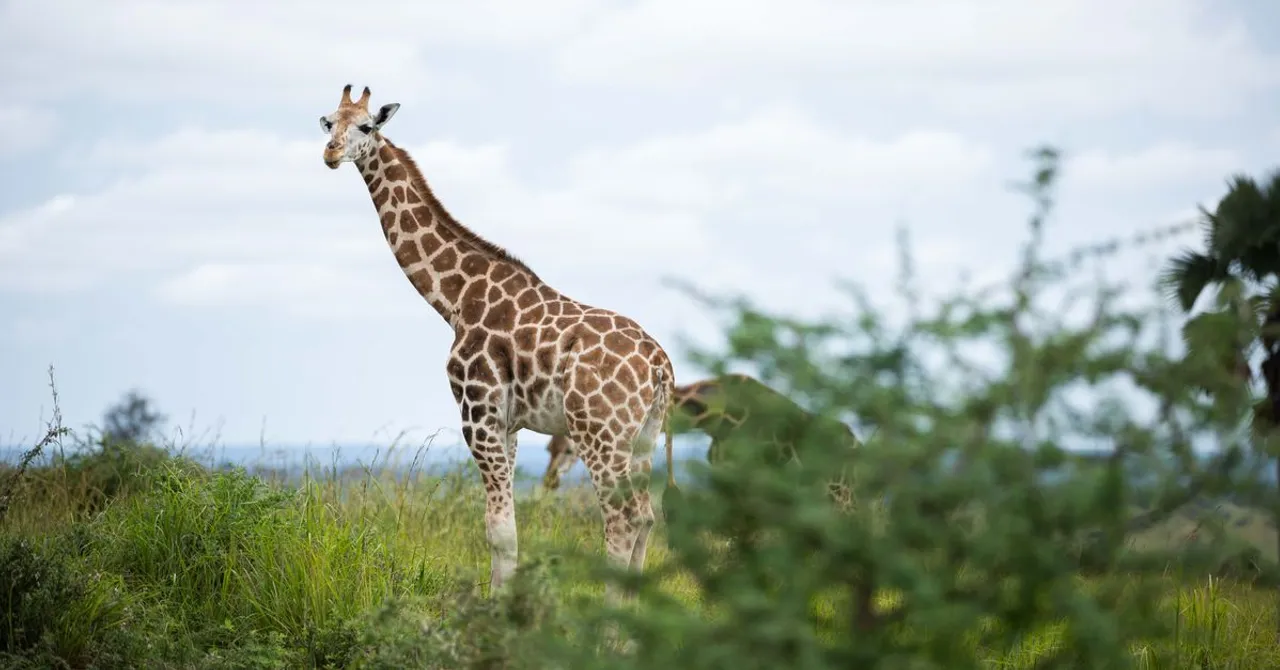 Uganda — Reise-eSIM-Tarife und lokale Datenabdeckung entdecken