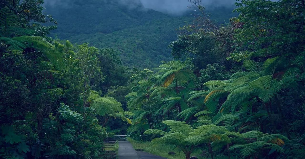 A misty forest road through Basse-Terre's rainforest with La Soufrière volcano's slopes rising behind it