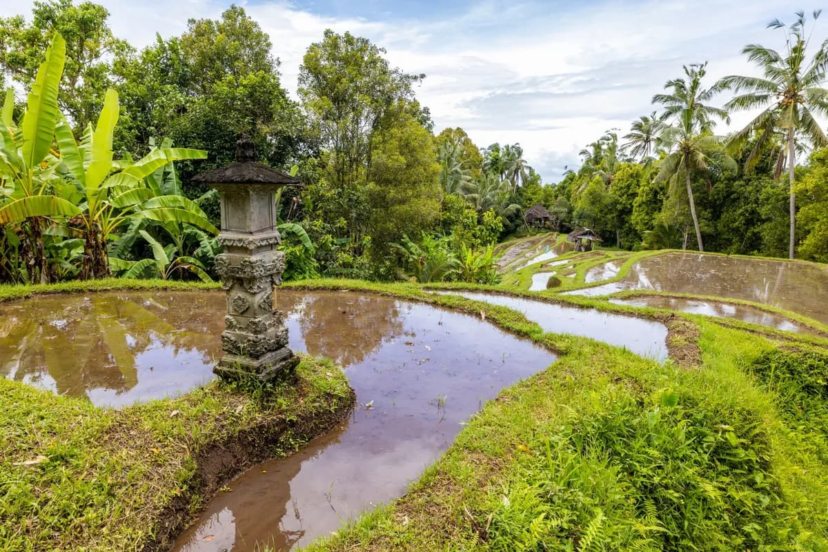 Terraced rice paddies in Bali, Indonesia
