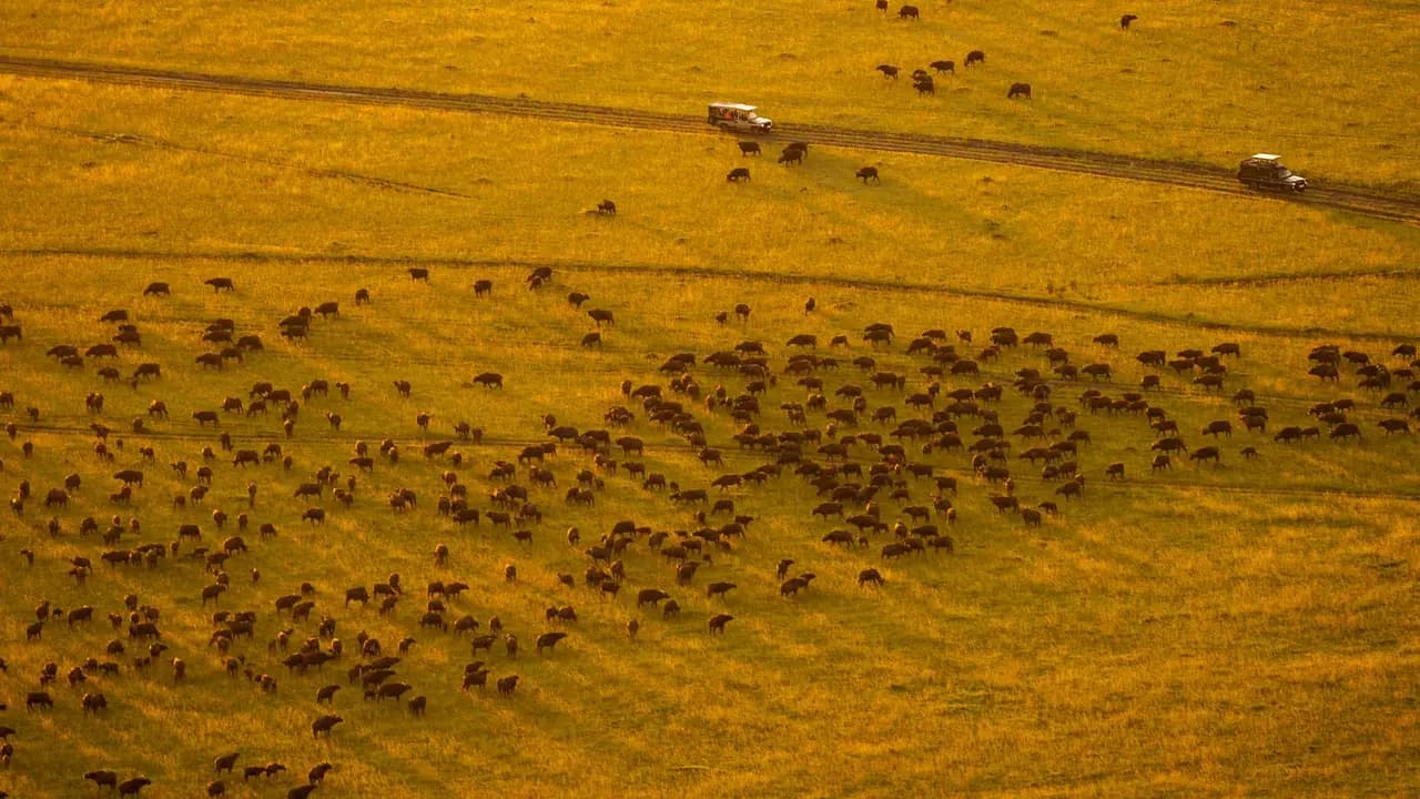 Aerial view of the wildebeest migration crossing the open grasslands of the Maasai Mara at golden hour
