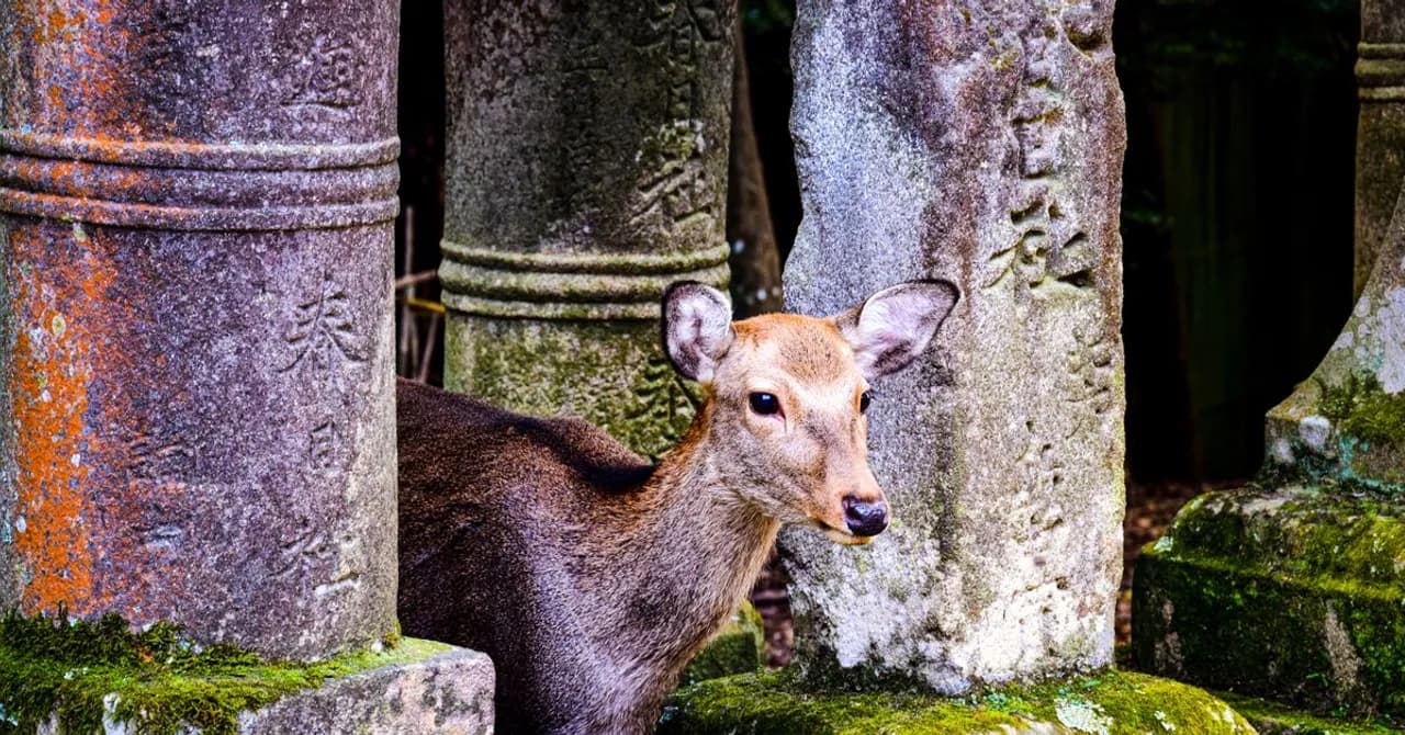 Sika deer resting on grass in Nara park with temple buildings behind them